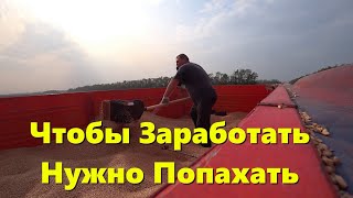 Сеем Озимую Пшеницу прямо в 