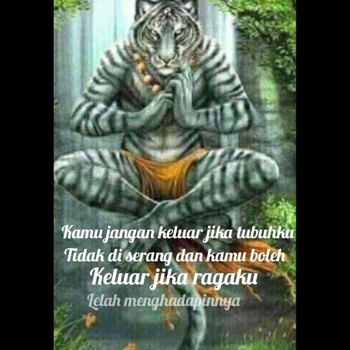 story wa macan putih