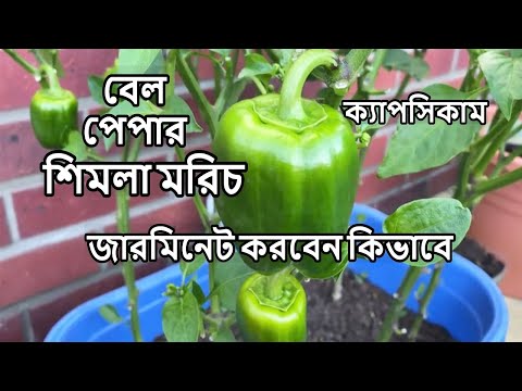 ভিডিও: বেল মরিচের সাথে চ্যাম্পিয়নন ক্ষুধা