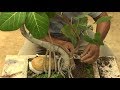 How to do Bonsai with design (banyan-4) /ডিজাইন সহ বনসাই (With English Subtitle)