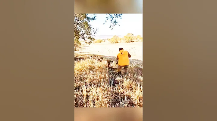 великолепный снимок дикого кабана#chasse#hunting #cinghiale  #wildboar