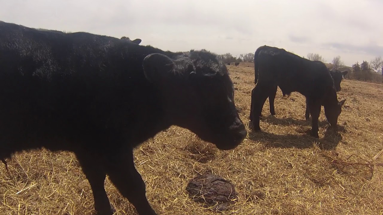 A Look at the Calves