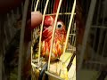when the sound is no longer the same #pets #birds #sound #shorts #animal #funny