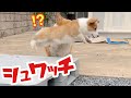 【コーギー子犬】ダンディな声で子犬を怒るも、連続犬パンチをくらう兄犬【犬怒る】【コーギー犬】#Shorts