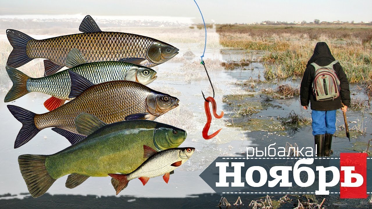 Какая рыба ловится в ноябре? Где и как ловить рыбу в ноябре? Ноябрь рыбалка!