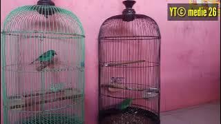 cara membedakan burung cucak hijau mini dan cucak ranting/rante