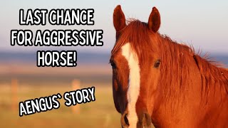 Last Chance for Aggressive Horse // Aengus' Story