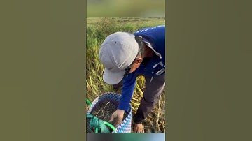 Luồng chuột khủng #batchuotdong #baychuot #mientay #sanbat #shorts #thinhhanh #vugom #video