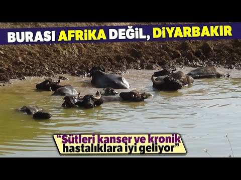 Video: Afrika mandaları: açıklama, çeşitler