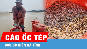 Người dân cào "lộc" ốc tép dọc bờ biển