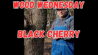 The sweet Black Cherry!  Wood Wednesday  One of my favorite woods   Great smell, dries quick by Timber Visions 80 views 3 months ago 7 minutes, 45 seconds