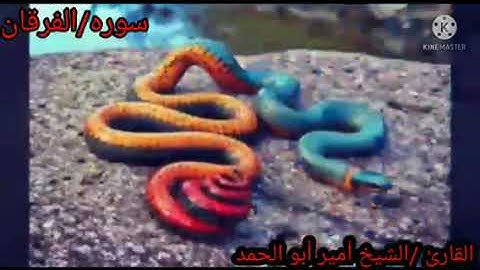 تلاوة خاشعة سورة الفرقان الشيخ أمير أبوالحمد