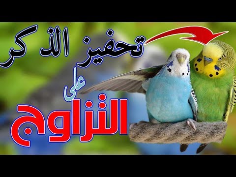 صوت تحفيز ذكر البادجي على ال الجزء الثاني