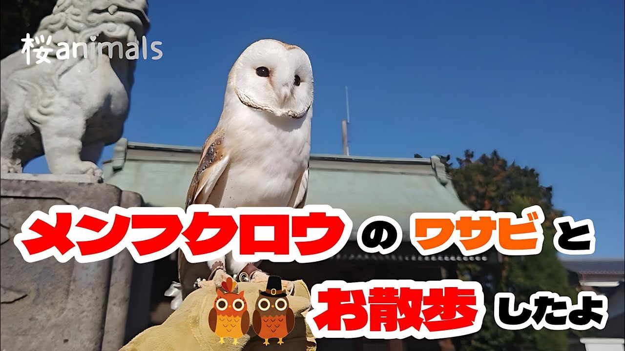 メンフクロウのワサビとお散歩！#メンフクロウ #フクロウ #owl #エキゾチックアニマル #かわいい #癒し 