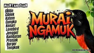 MURAI BATU GACOR MUNTAH ISIAN! NAIKAN EMOSI STABILKAN BIRAHI