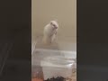 cute hamster make this video viral#viralvideo #cutepet #petsrule #pets #cuteanimal #puppyvideos