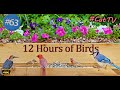 Uninterrupted TV for Cats 😻12 Hours of Birds 🐦 and Squirrels 🐿CatTV with Bird Sounds