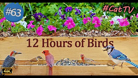 Uninterrupted TV for Cats 😻12 Hours of Birds 🐦 and Squirrels 🐿CatTV with Bird Sounds