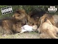 Male Lions Destroy Male Impala