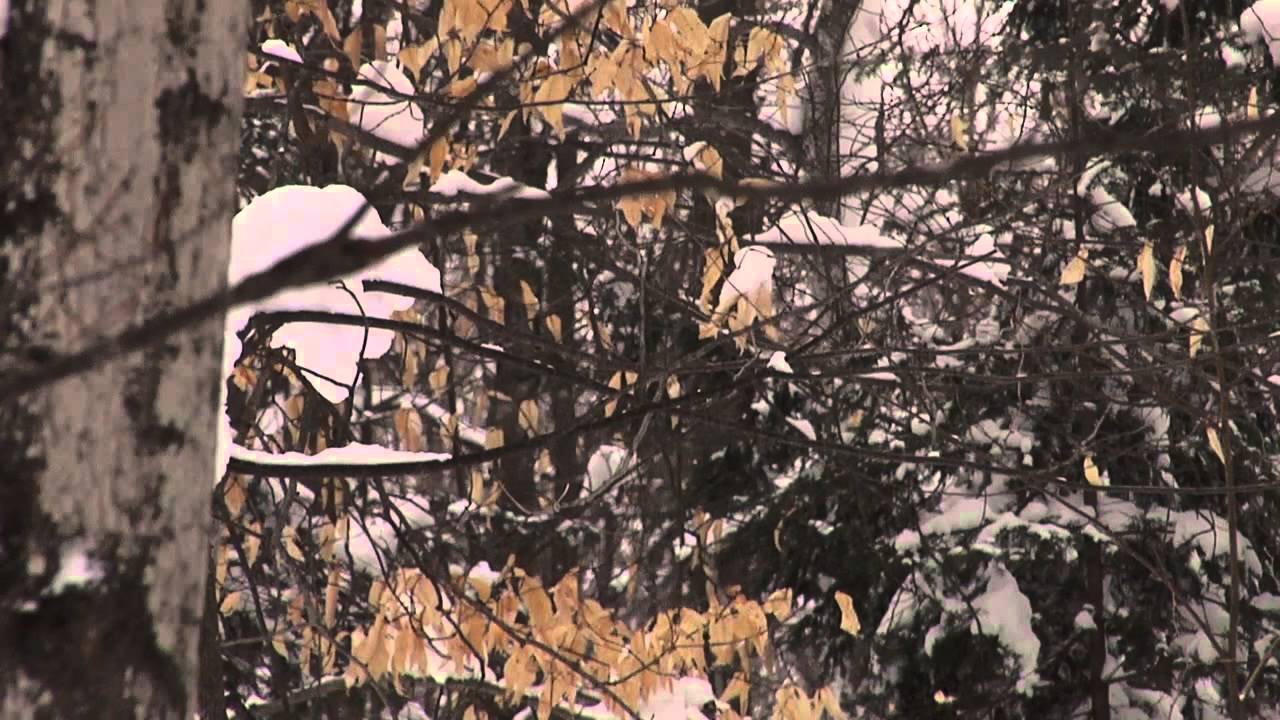 Sugar Shack Sessions 2013 Michelle Bourque Colours of my Tree YouTube