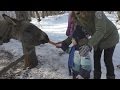 Видео для детей Добрый ослик ИА Развлечения детям Kind burro of news agency