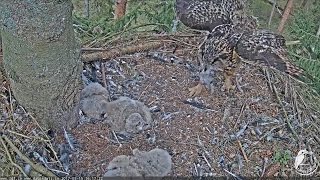 2017/05/15 16h17m  Eurasian Eagle Owl~Female brings a prey~