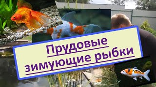 Зимующие рыбки для домашнего пруда. Какие виды рыб выбрать для пруда на даче?