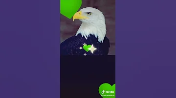 جميع أغاني رجاء 