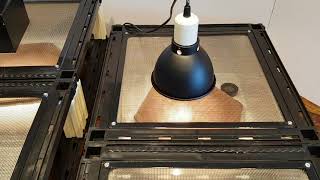 IRONBARK Pets Modular Reptile Racking, Lizard Setups