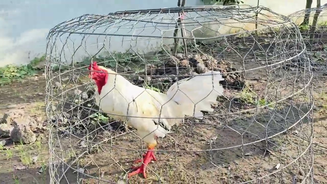 8/1 tốp 4 em sinh viên.Ae hợp LH:@9.76.738..442