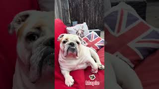 Bulldog Wants Respect. #animalhumor