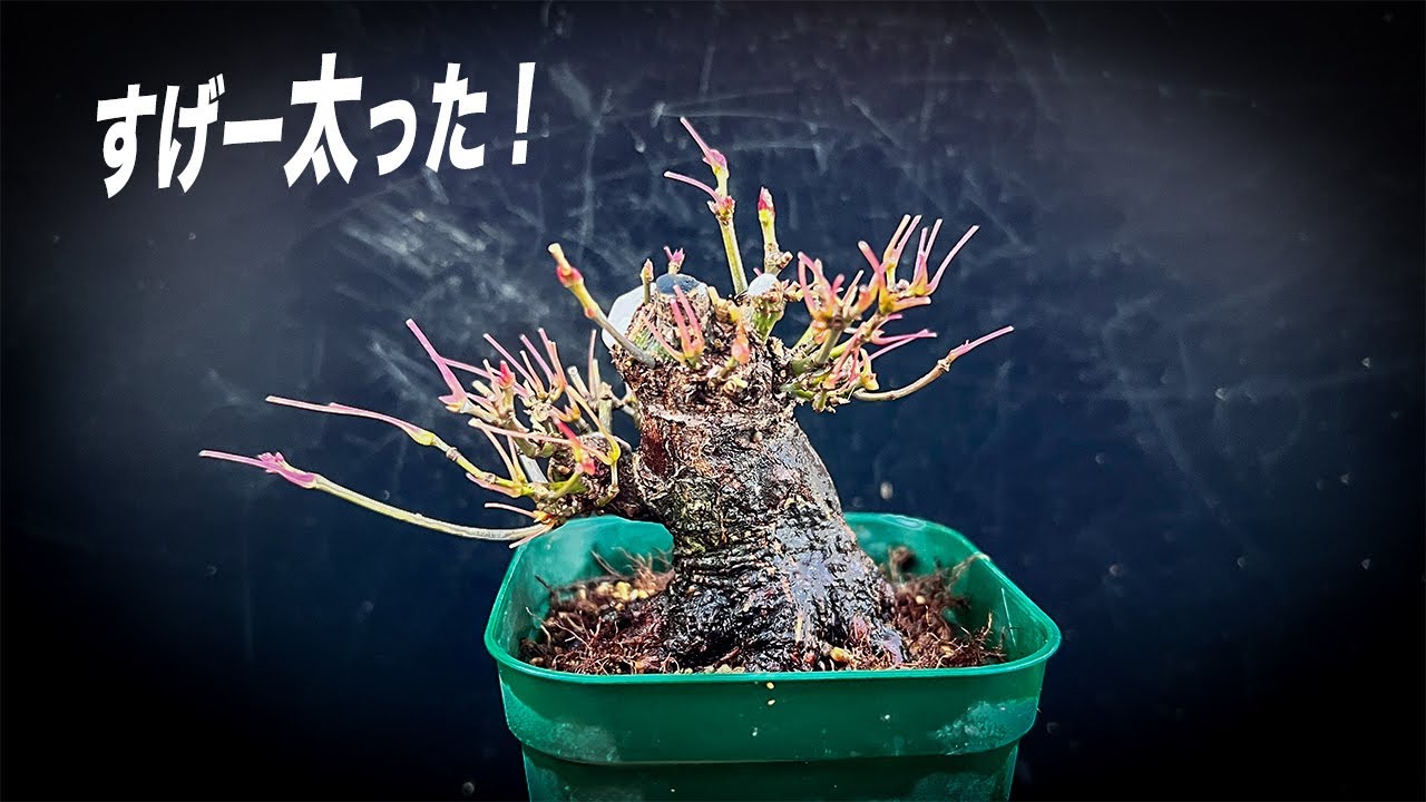 YMJ11】大穴が空いていた山もみじ #盆栽 #bonsai - YouTube