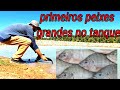 #pesqueEpague soltando primeiros peixes grandes no  tranque