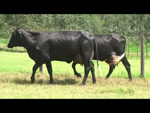 LOTE 40   21º LEILÃO SANTA LUZIA LEITE COM RAÇA🥛🐄