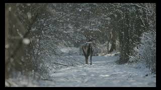 Gemenc - White Forest