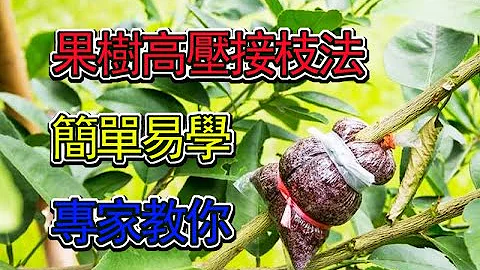 果树高压接枝法，专家教你，简单易学【美新社】 - 天天要闻