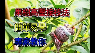 果樹高壓接枝法，專家教你，簡單易學【美新社】