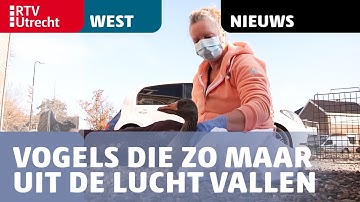 Vogels die zo maar uit de lucht vallen: de dierenambulance is er druk mee [RTV Utrecht]