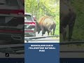 Bison slams car in Yellowstone National Park #bison #animals #yellowstone