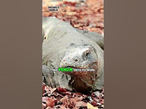 Komodo Dragons Poison - YouTube
