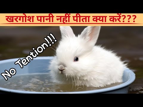 खरगोश के पानी न पीने पर रहें टेंशन फ्री!खरगोश को पानी पिलाने का बहुत ही आसान तरीका!Rabbit Care Video
