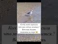 Als ich gefragt wurde - When I was asked - Коли в мене спитали