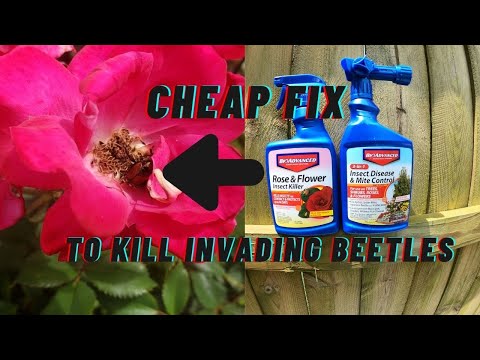 Video: Treatment Of Fuller Rose Beetles - Reparation Fuller Rose Beetle Skada