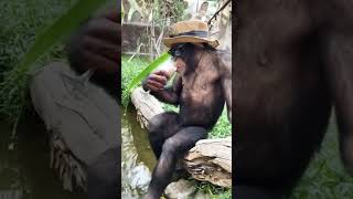 Download Lagu Santai dulu kawan #dance #kpop #monkey #animals #vidioshorts MP3