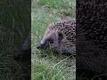 Awesome Hedgehog And Wolf Rescues! 🙀 #shorts