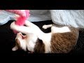 じゃれつつエア猫キックする猫 ～ぽっけ♂～ A cat play a little bit & air cat kick. ～Pokke♂～