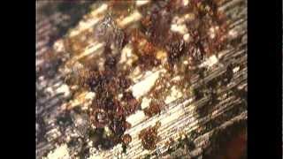 microscopy of meteor chondre .avi