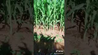 Verdi Verdi Müzik Tiktok Şarkısı