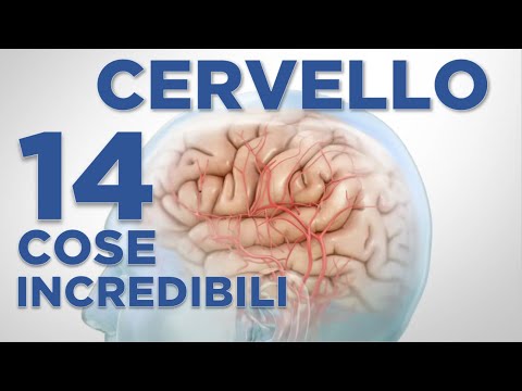 il-cervello-14-cose-incredibili-curiosità-da-sapere