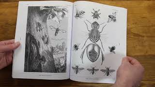 Insects Reference Book: An Image Archive for Artists and Designers